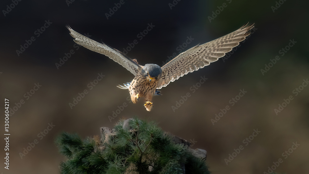 Obraz premium red tailed hawk buteo