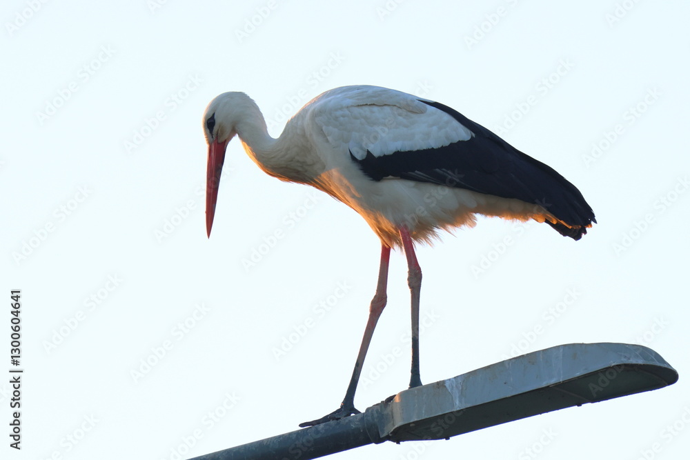 Fototapeta premium la signora della sera