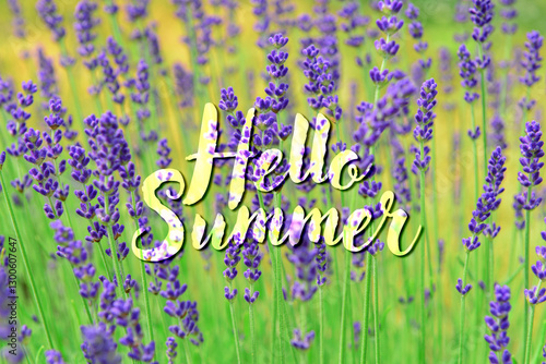 Lavender flowers blooming i...