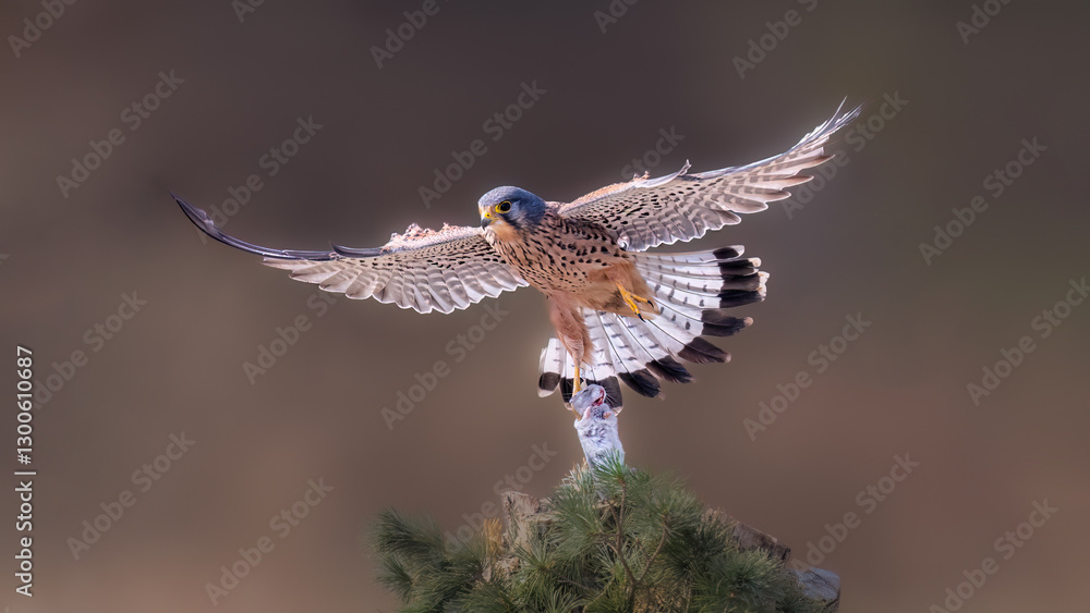 Fototapeta premium dragonfly on a branch