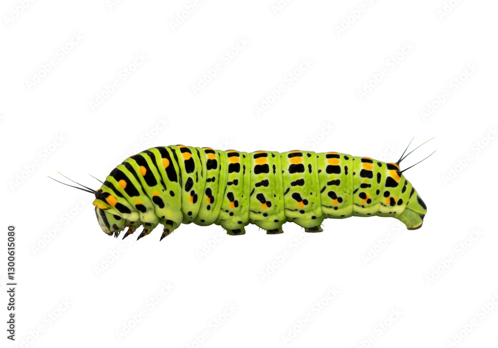 Swallowtail caterpillar transparent background Swallowtail caterpillar transparent background