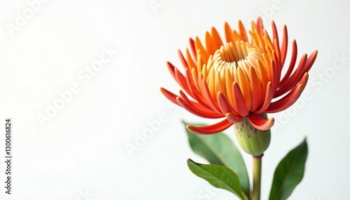 Single stem Protea Leucospermum Cordifolium in Burnt Orange hues against a pristine white background, botanical, floral arrangement photo