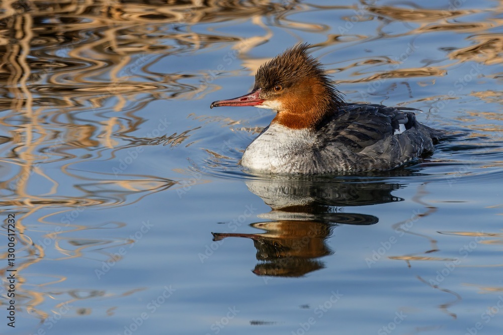 The common merganser, a female water bird with a red-brown head and grey body, swimming in a lake on a sunny day. Reflection of the bird in blue water.