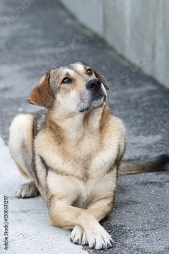 Wallpaper Mural Ein hell brauner Hund sitzt mit angekreuzten Pfoten auf dem grauen Bürgersteig. Torontodigital.ca