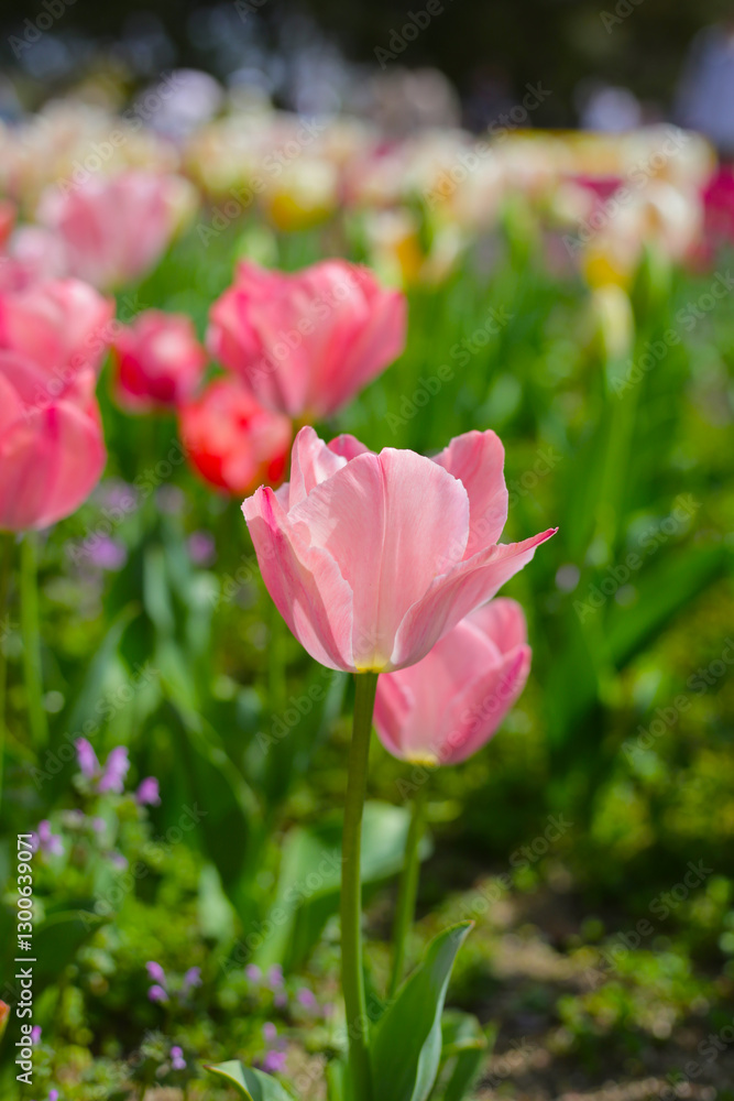 Beautiful tulip flower garden. The Expo 70 Commemorative Park, Osaka, Japan Beautiful tulip flower garden. The Expo 70 Commemorative Park, Osaka, Japan