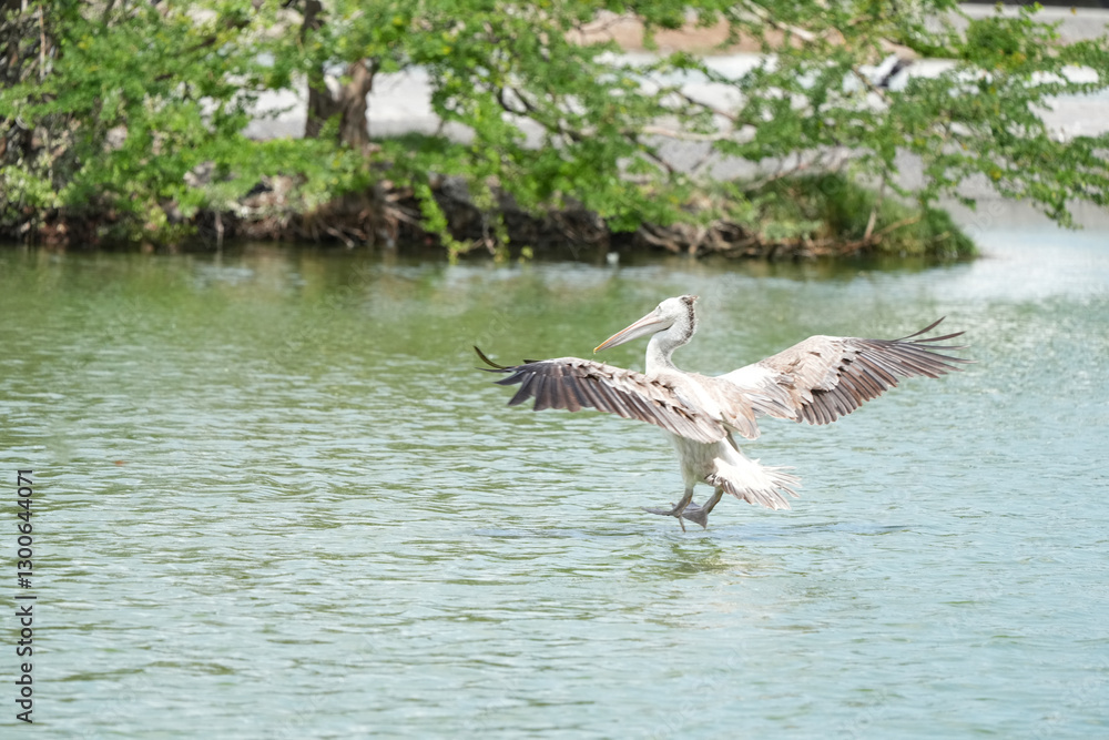 Naklejka premium A pelican bird in its natural habitat at the Bangkok Open Zoo in Thailand.