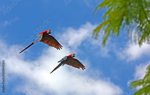 Imagen de una pareja de Guacamayos rojos