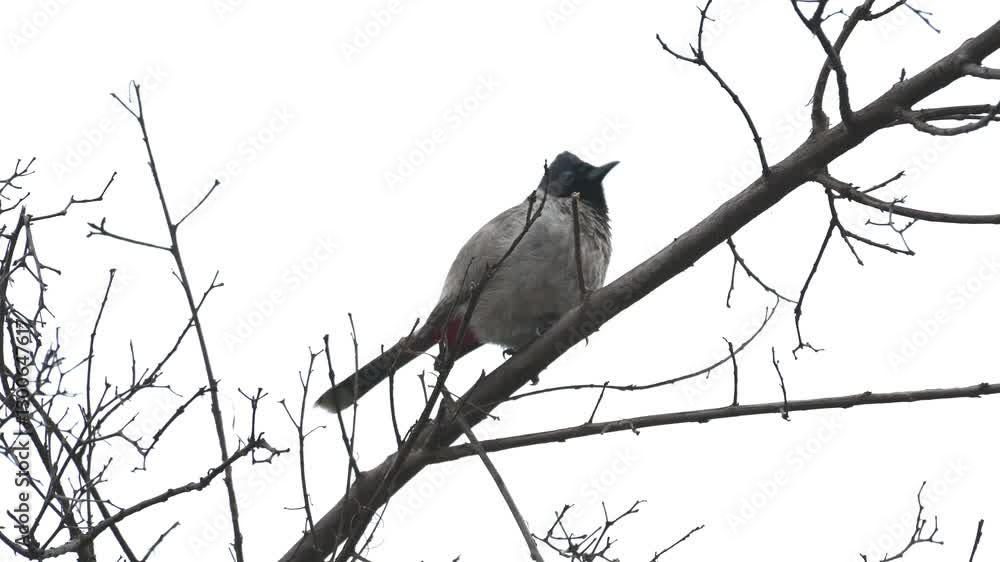 4K video of bulbul making sounds on a branch