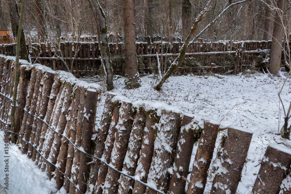 Tree trunk with snow cover