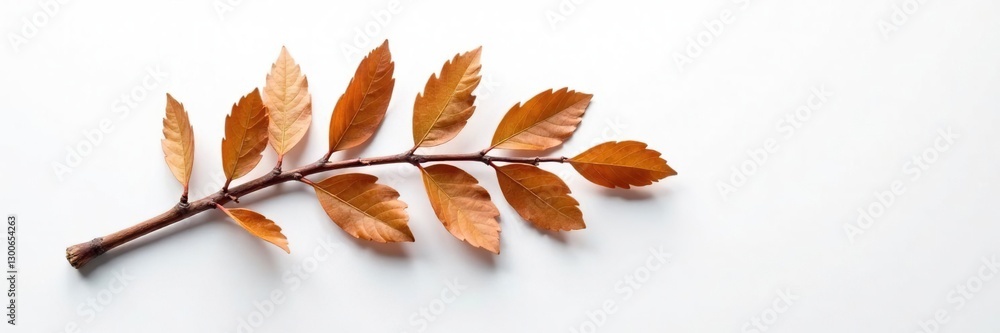 Brown wooden branch lying flat on the white canvas with visible grain, tree, isolated, rustic Brown wooden branch lying flat on the white canvas with visible grain, tree, isolated, rustic