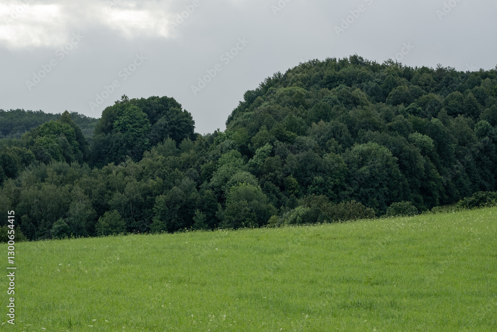 Solitary trees stand in the foreground, silhouetted against a dense forest backdrop. The isolated sentinels create depth and perspective, bridging open space with the woodland beyond. Solitary trees stand in the foreground, silhouetted against a dense forest backdrop. The isolated sentinels create depth and perspective, bridging open space with the woodland beyond.