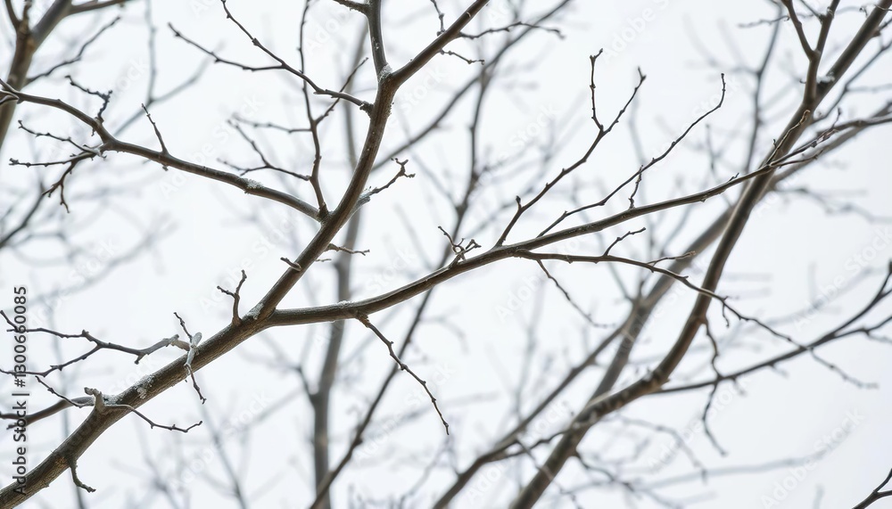 Intricate bare branches, stark white backdrop, winter feel, abstract, detail Intricate bare branches, stark white backdrop, winter feel, abstract, detail