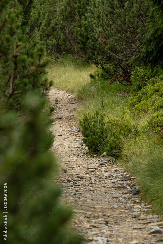 Narrow path winds through mountain forest, flanked by tall trees creating a natural corridor. Dappled light filters onto the trail as it curves upward along the wooded slope. Narrow path winds through mountain forest, flanked by tall trees creating a natural corridor. Dappled light filters onto the trail as it curves upward along the wooded slope.