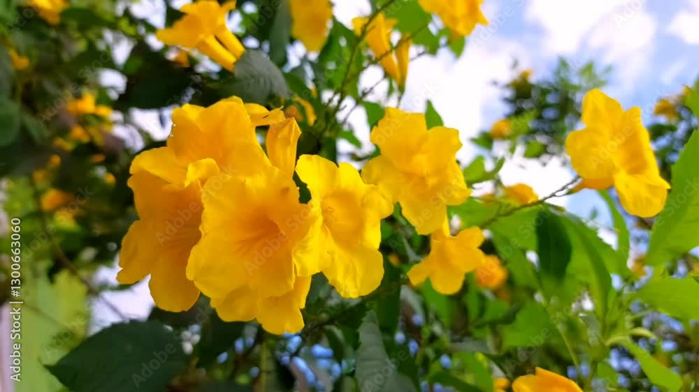 Vibrant yellow trumpet-shaped blossoms flourishing in a garden with lush green foliage. Vibrant yellow trumpet-shaped blossoms flourishing in a garden with lush green foliage.
