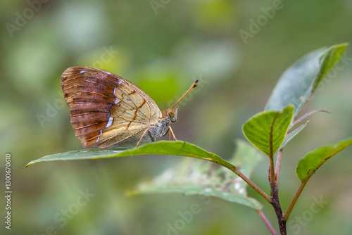 Argynnis laodice, Pallas' fritillary sitting on a plant.