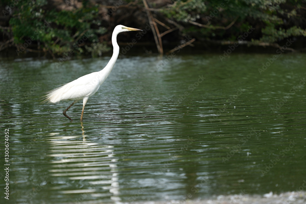 White egret in the wild at the Bangkok Open Zoo, Thailand.