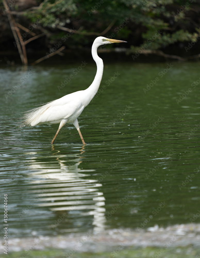 White egret in the wild at the Bangkok Open Zoo, Thailand. White egret in the wild at the Bangkok Open Zoo, Thailand.