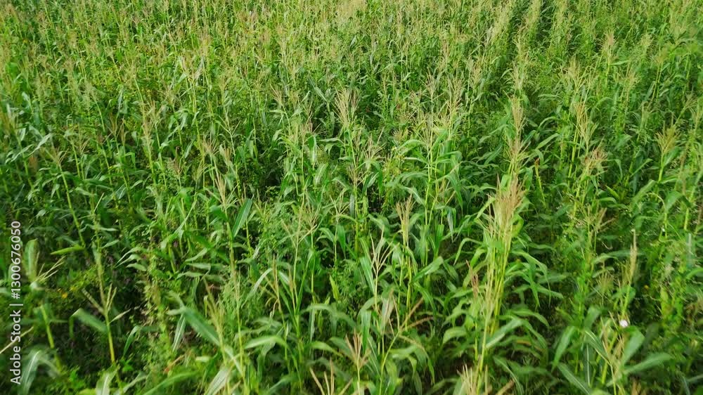 Lush green cornfield swaying gently in the wind Lush green cornfield swaying gently in the wind