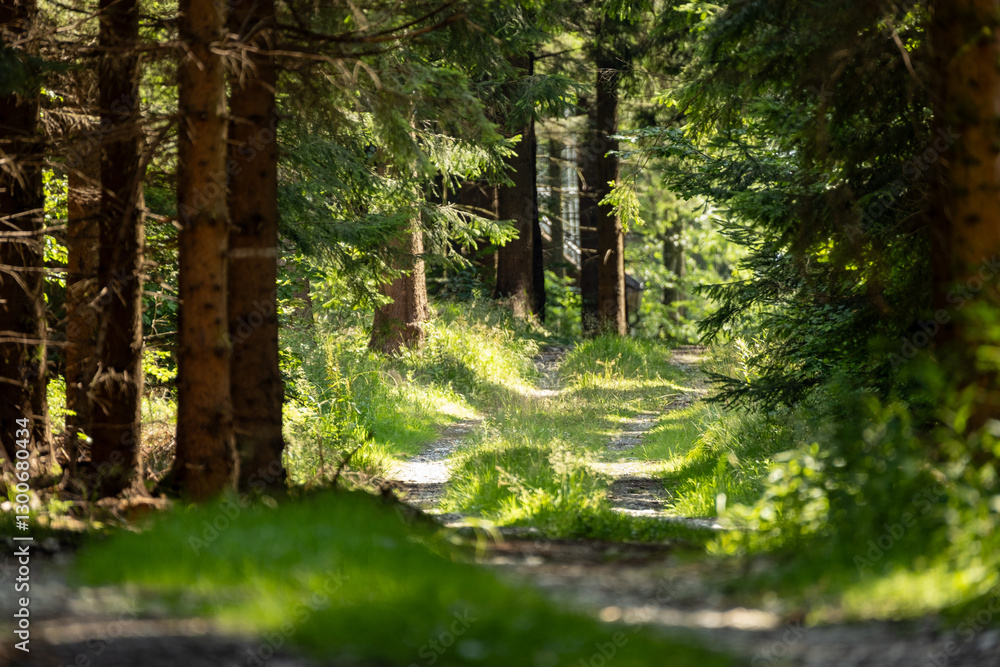 Fototapeta premium Narrow path winds through mountain forest, flanked by tall trees creating a natural corridor. Dappled light filters onto the trail as it curves upward along the wooded slope.