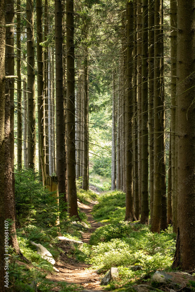 Fototapeta premium Narrow path winds through mountain forest, flanked by tall trees creating a natural corridor. Dappled light filters onto the trail as it curves upward along the wooded slope.