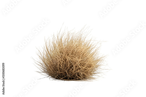 Desert tumbleweed against white background