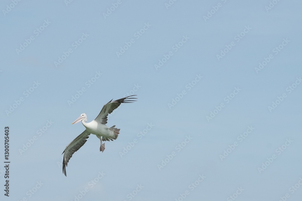 Pelican bird in the wild at the Bangkok Open Zoo, Thailand.