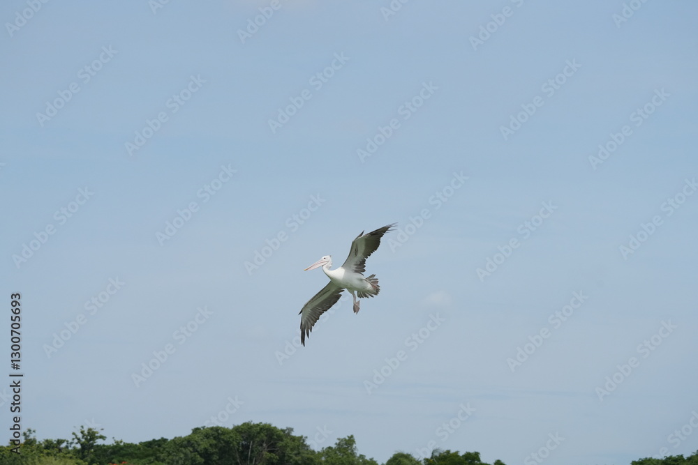 Pelican bird in the wild at the Bangkok Open Zoo, Thailand.