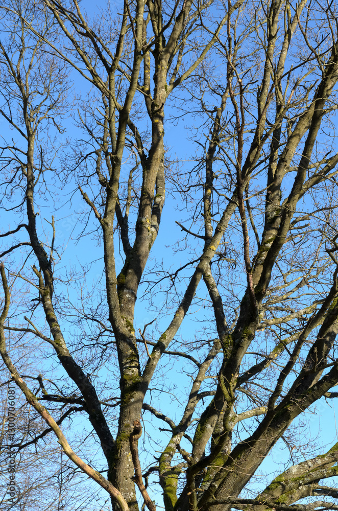 Tree trunk with bare branches and twigs in an european forest against blue sky on a sunny day, natural trees woodland landscape background Tree trunk with bare branches and twigs in an european forest against blue sky on a sunny day, natural trees woodland landscape background