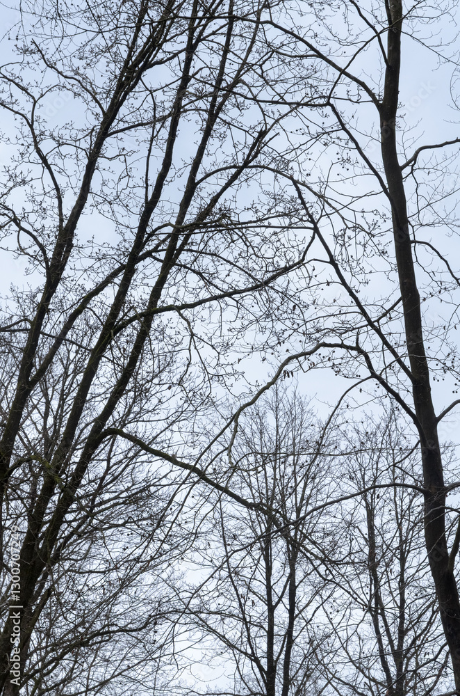 Tree silhouette with bare branches and twigs in a forest against bright sky during winter season, vertical natural abstract trees woodland background Tree silhouette with bare branches and twigs in a forest against bright sky during winter season, vertical natural abstract trees woodland background