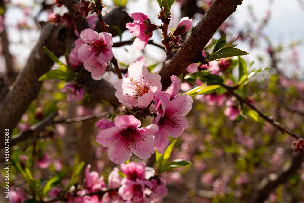 Ramas de melocotonero cubiertas de delicadas flores rosadas y blancas con pétalos iluminados por la luz natural. Cieza, Murcia Ramas de melocotonero cubiertas de delicadas flores rosadas y blancas con pétalos iluminados por la luz natural. Cieza, Murcia