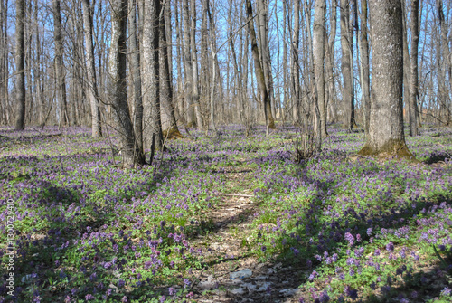 Wallpaper Mural spring forest with blooming flowers Torontodigital.ca