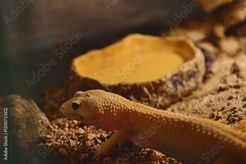 Leopard Gecko in Terrarium Near Water Dish
