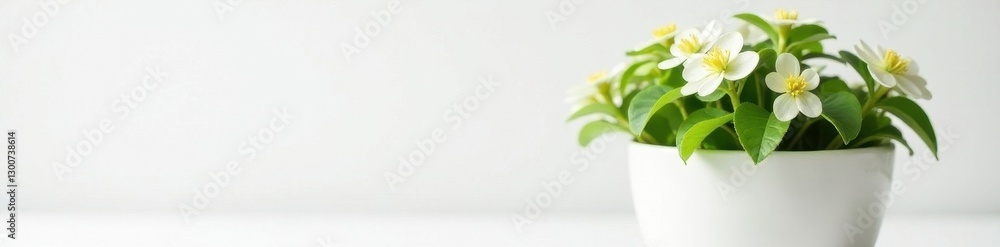 Fototapeta premium Miniature Schefflera in white pot, pure white backdrop , white, minimal