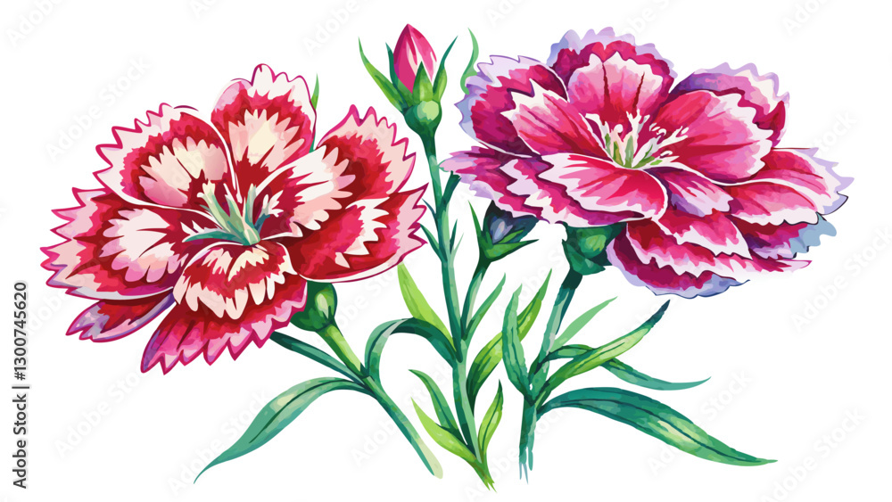 Obraz premium Dianthus Flowers Watercolor Illustration on White or Transparent Background. Perfect for: Weddings, Anniversaries, Spring Festivals