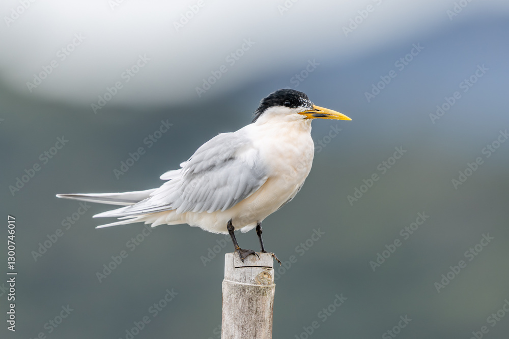 Obraz premium Cabot's tern perched on a stick