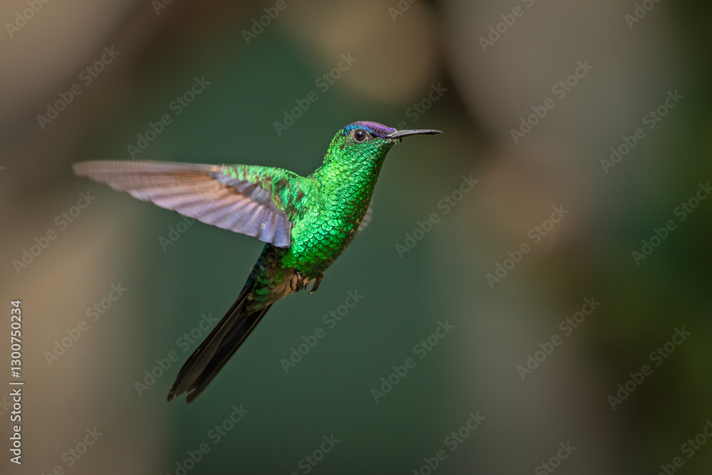 Obraz premium Violet-capped woodnymph in flight exposing iridicent colors
