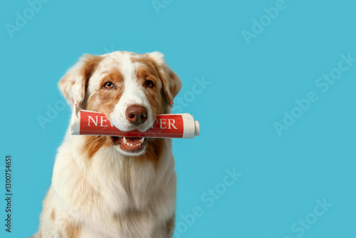 Cute Australian Shepherd do...