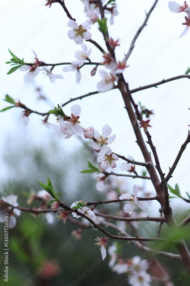 Pink and white flowers . Spring in the garden. Blooming fruit trees Pink and white flowers . Spring in the garden. Blooming fruit trees