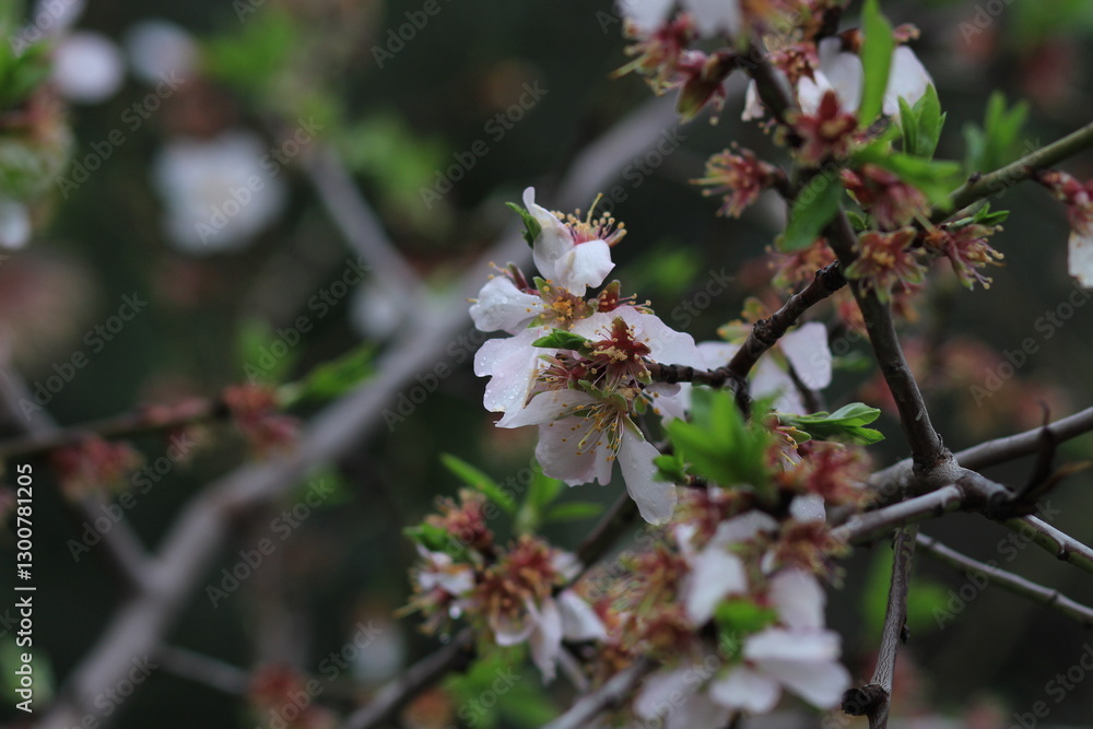 Pink and white flowers . Spring in the garden. Blooming fruit trees Pink and white flowers . Spring in the garden. Blooming fruit trees