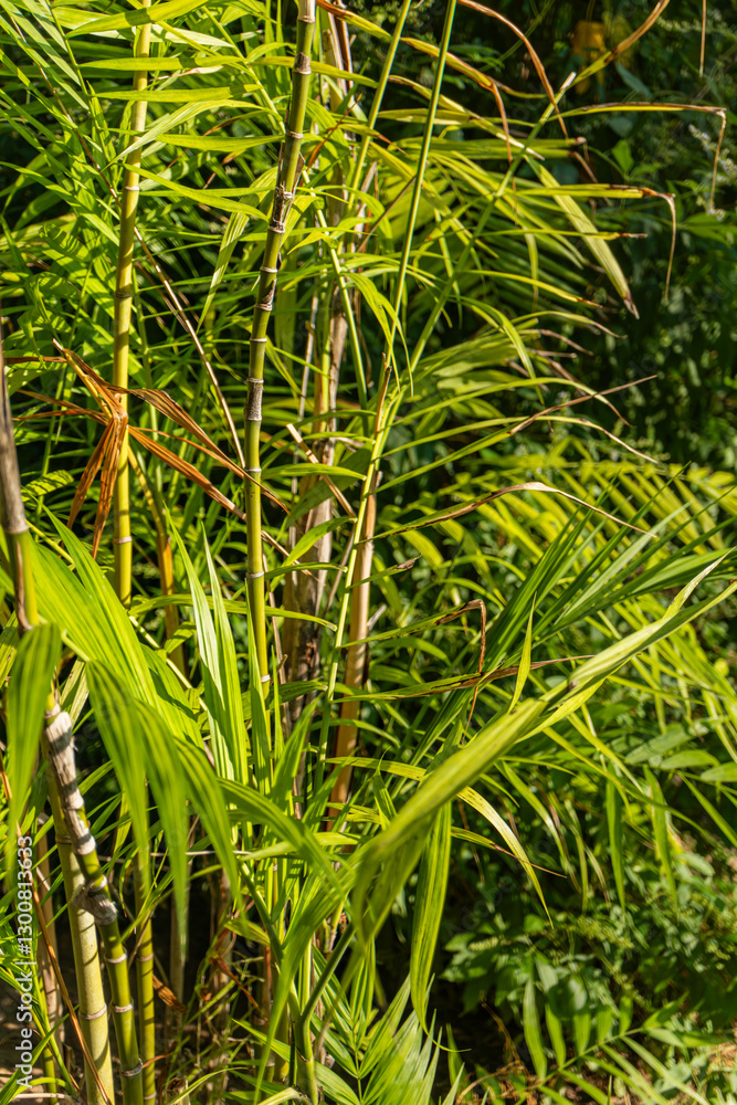 Fototapeta premium Dense green bamboo plants with thin segmented stalks and long narrow leaves growing in a tropical environment. Sunlight highlights the vibrant foliage, creating a lush jungle atmosphere.