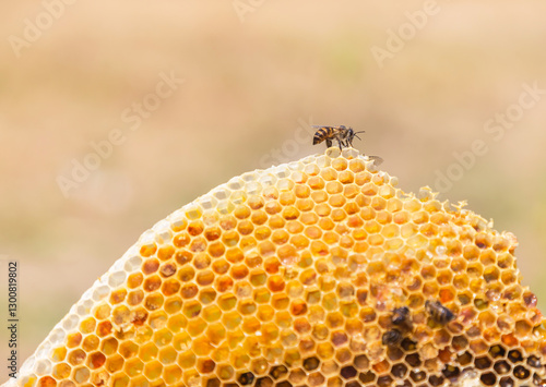 Close up selective focus working bee on honeycomb slice texture on honey cells.