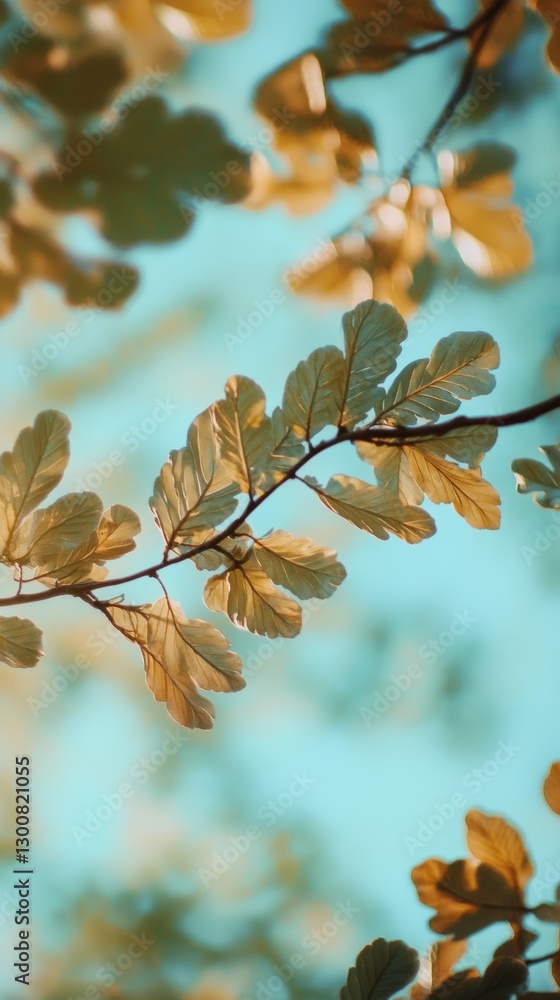 oak leaves with branch and sky background oak leaves with branch and sky background