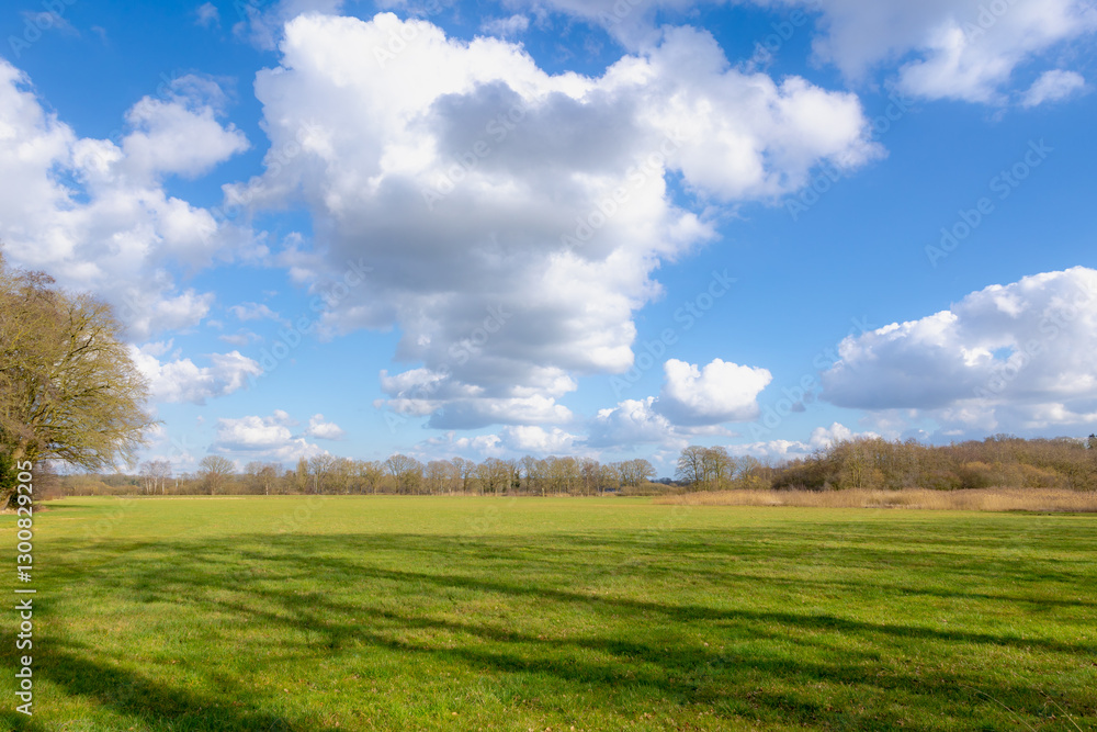 Landscape with bare tree on grass field, Typical Dutch polder with green meadow under blue sky and white clouds, Countryside forest with leafless trees in late winter beginning of spring, Netherlands. Landscape with bare tree on grass field, Typical Dutch polder with green meadow under blue sky and white clouds, Countryside forest with leafless trees in late winter beginning of spring, Netherlands.