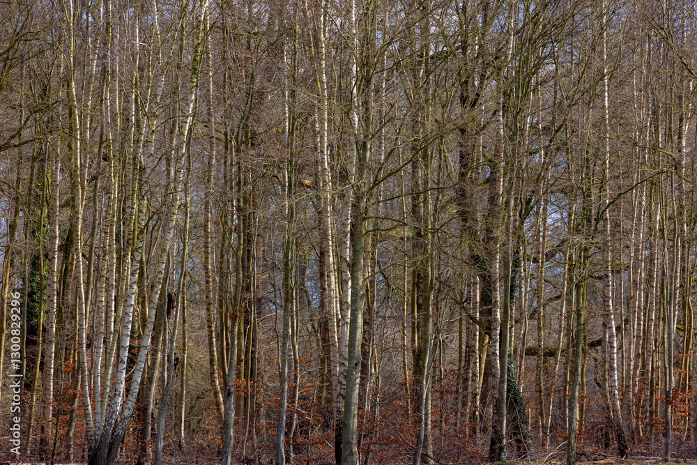 Selective focus of standing tree trunks with leafless in the wood, Bare branches trees and twig in late winter beginning of spring, Countryside forest in Netherlands, Nature pattern texture background Selective focus of standing tree trunks with leafless in the wood, Bare branches trees and twig in late winter beginning of spring, Countryside forest in Netherlands, Nature pattern texture background