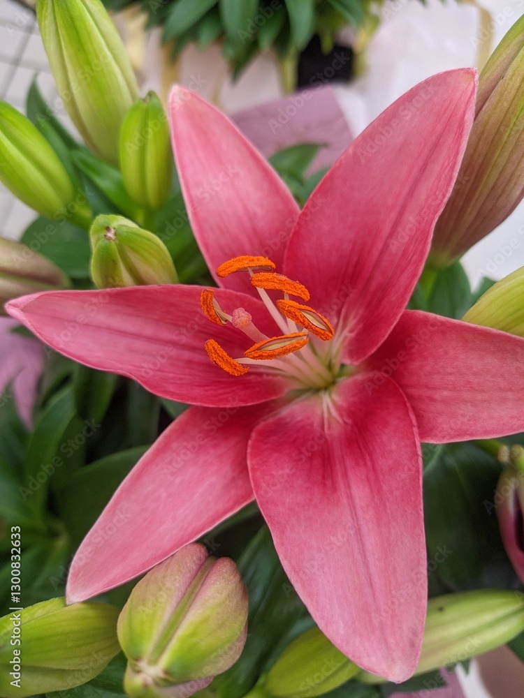 Fototapeta premium pink lily flower nature bloom