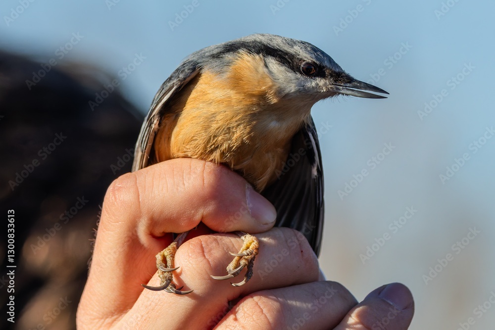 A hand holding the Eurasian nuthatch, a small blue-grey and orange colored bird with black stripe over the eyes. Blue sky in the background.