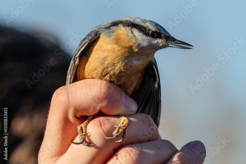 Obraz na płótnie A hand holding the Eurasian nuthatch, a small blue-grey and orange colored bird with black stripe over the eyes. Blue sky in the background. w salonie