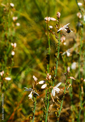 Nature closeups, flowers and insects