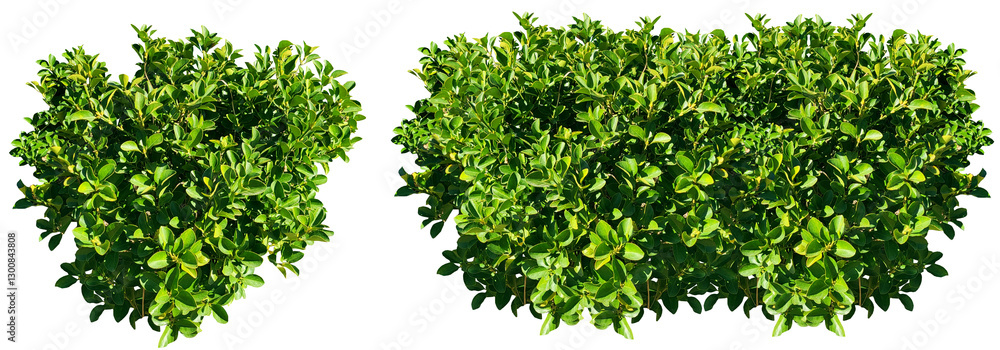 Fototapeta premium Green bush isolated on transparent background for landscaping design, Euonymus, spindle bush