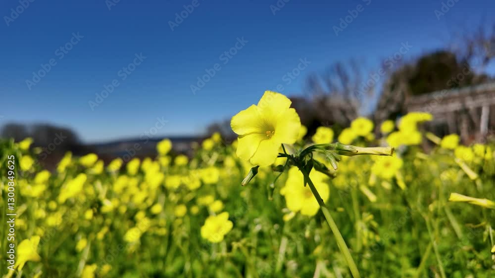 Bermuda buttercup flowers gently swaying in the breeze Bermuda buttercup flowers gently swaying in the breeze